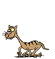 kotek